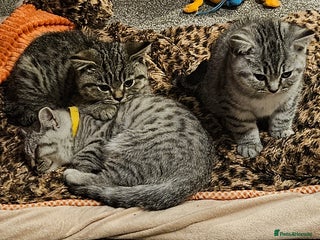 British Shorthair cats - Advert 6