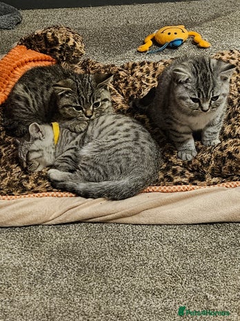 British Shorthair cats - Advert 3