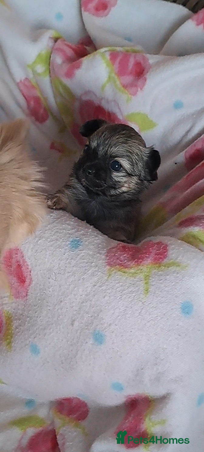 Chihuahua dogs Long Coat Chihuahua puppies for sale - Advert 17