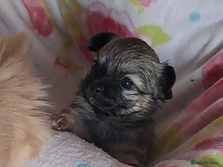 Chihuahua dogs Long Coat Chihuahua puppies for sale - Advert 17