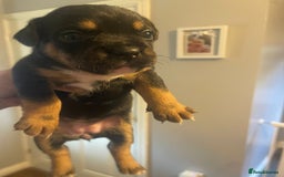 Mixed Breed dogs for sale: 5 female french bulldog x jack russell puppies  - Image 4