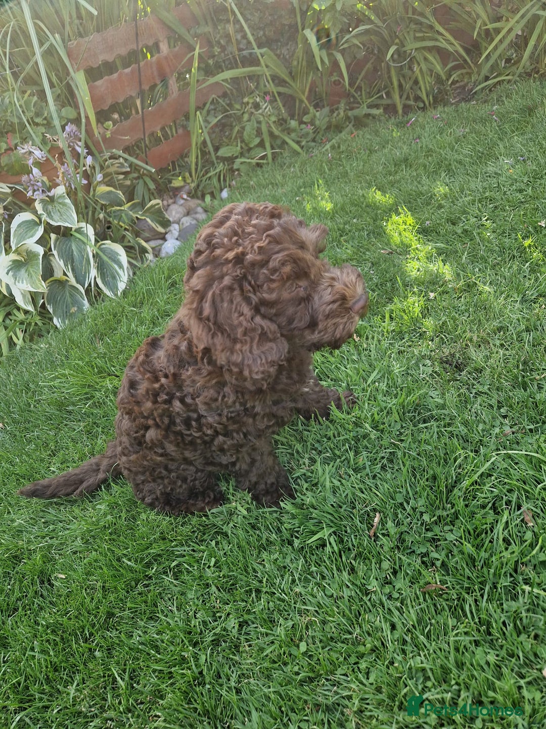 Cockapoo dogs for sale: Cockerpoo 1 boy (brown) and 1 girl (Merle)  - Image 14