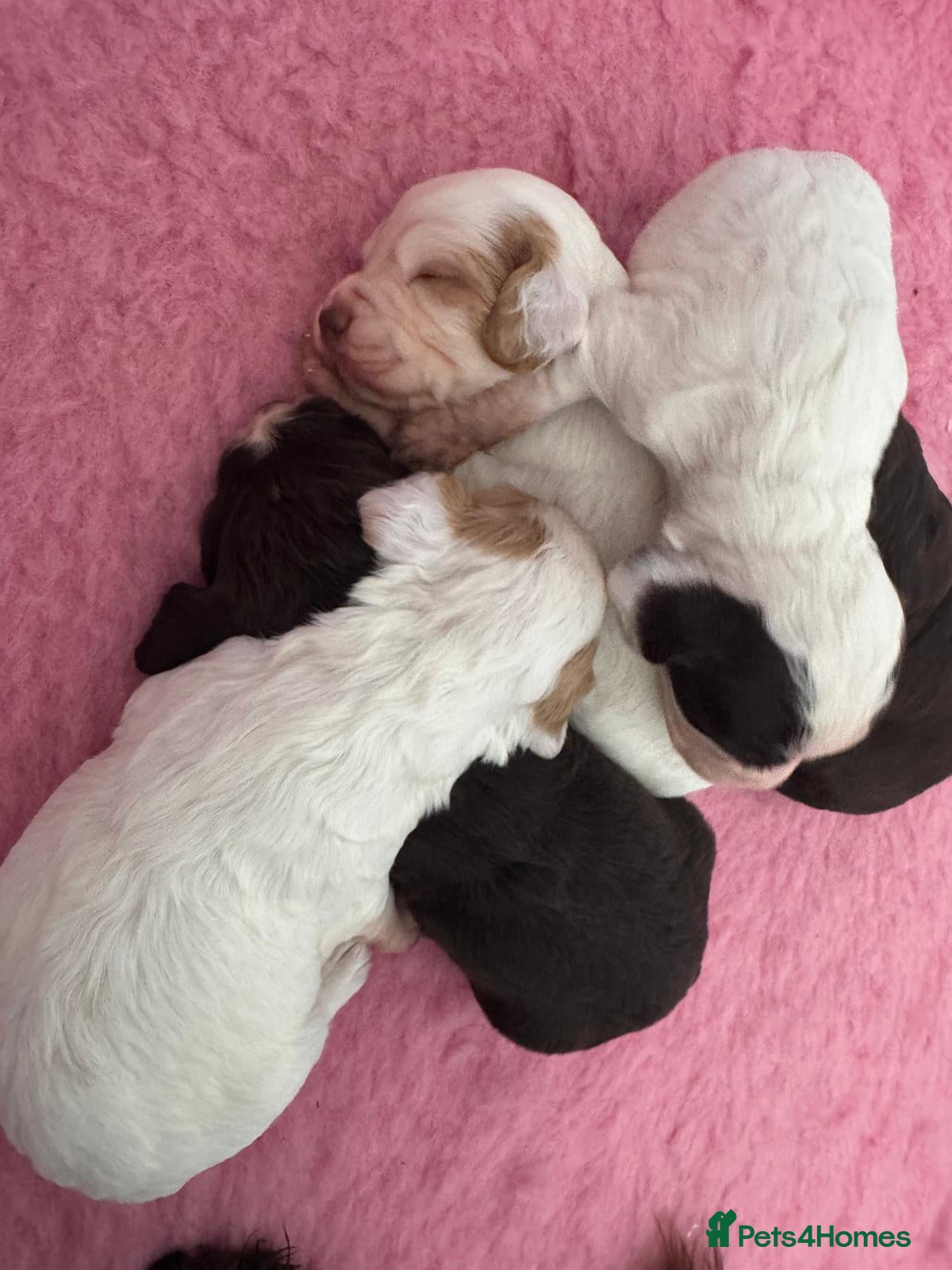 Cocker Spaniel dogs WCS Puppies from health tested KC Parents  - Advert 1