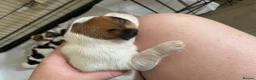 Jack Russell dogs for sale: Jack Russel terrier mix puppies  - Advert 14