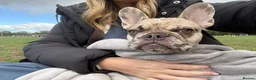 French Bulldog dogs for sale: Male - 6 month old French Bulldog  in Fleet - Advert 3