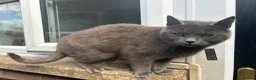 British Shorthair cats for sale: Blue BSH 6 month old Tom  - Advert 5