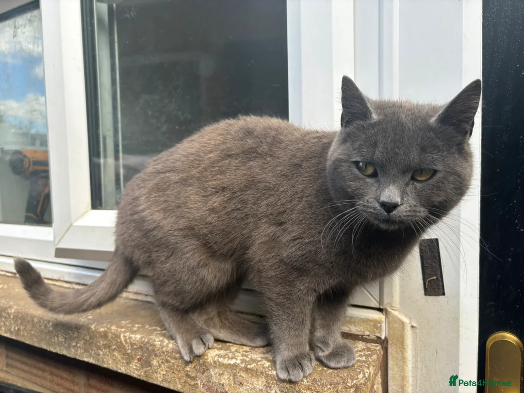British Shorthair cats for sale: Blue BSH 6 month old Tom  - Advert 5