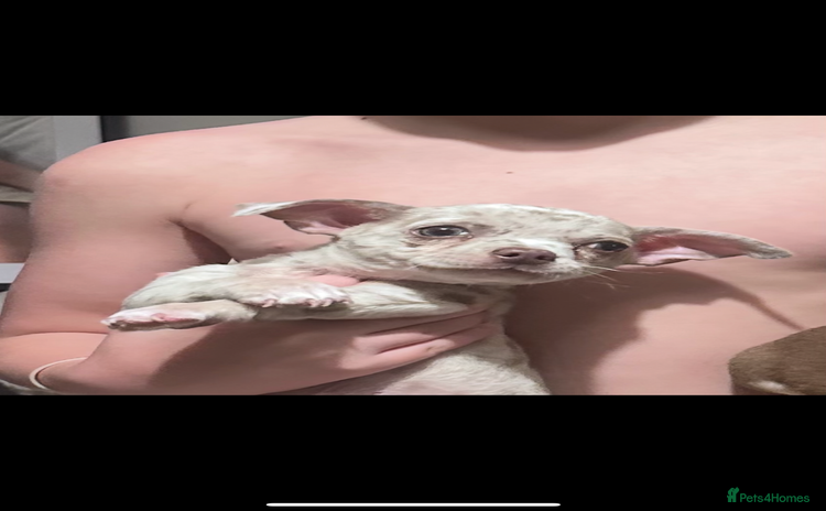Chihuahua dogs - Advert 4