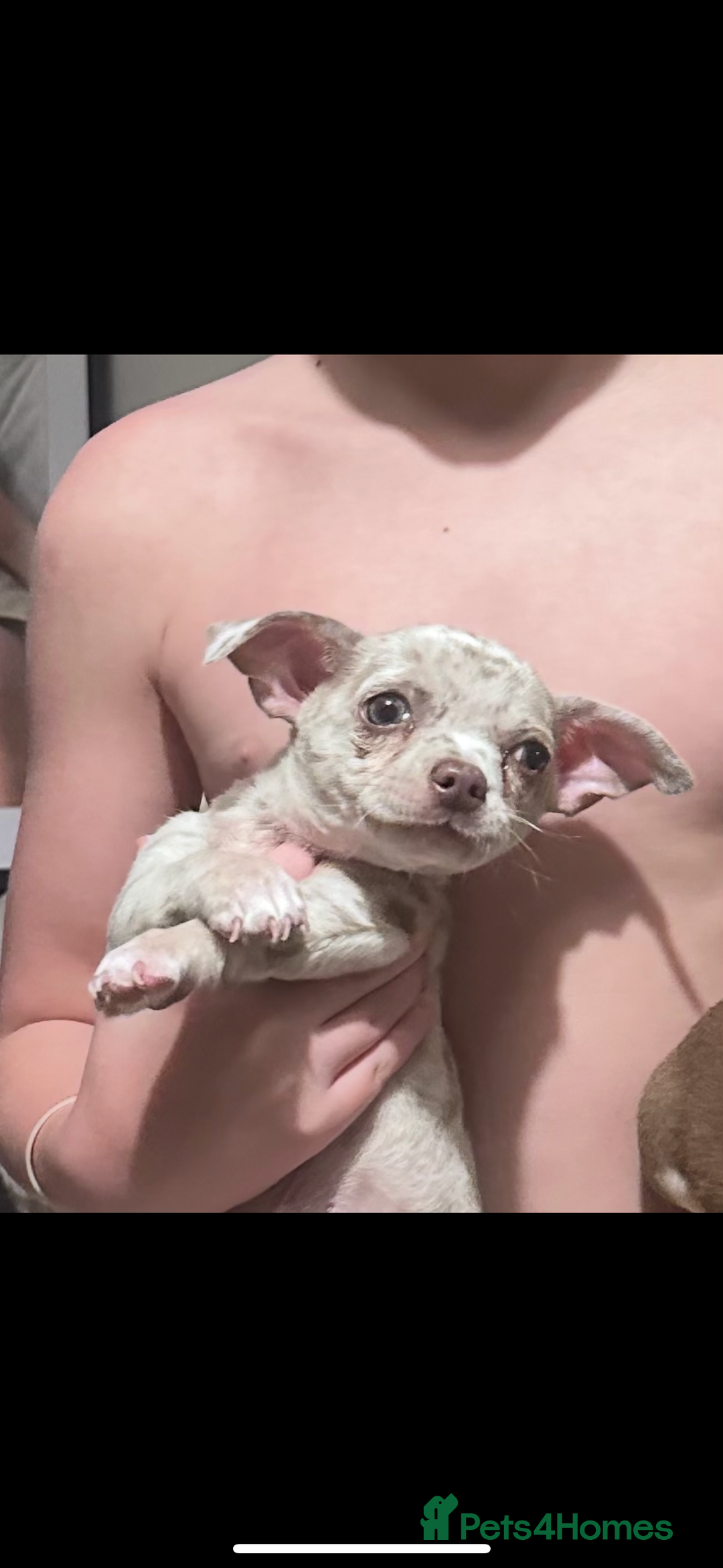 Chihuahua dogs for sale: Beautiful mearle boy pup  - Image 1