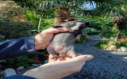 Guinea Pig rodents for sale: Skinny pig males - Image 1