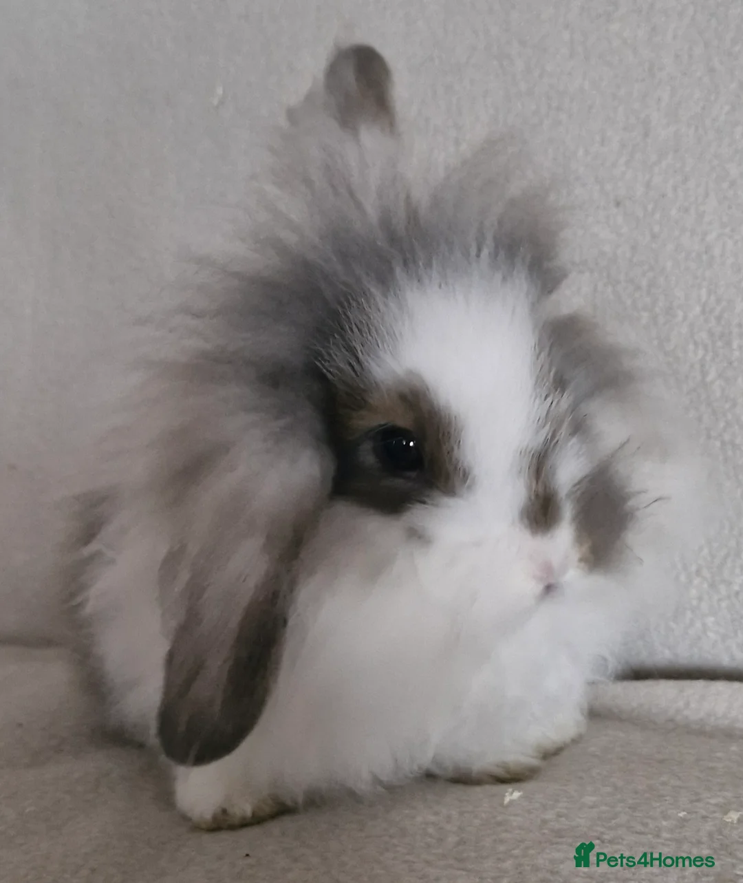 Mini Lion Lop rabbits for sale: 🩵🩷Mini Lion Lop Boy & Girl🩵🩷 - Advert 6