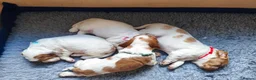 Sprocker dogs for sale: Beautiful Working Spaniel Puppies in Truro - Advert 8