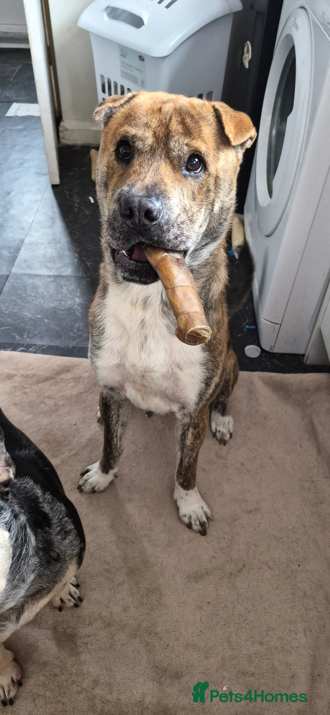 Mixed Breed dogs for sale: Pugsky peis in Hebburn - Advert 2