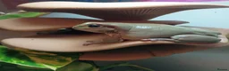 Frog reptiles for sale: Blue Eyed Whites Tree Frogs - Advert 10