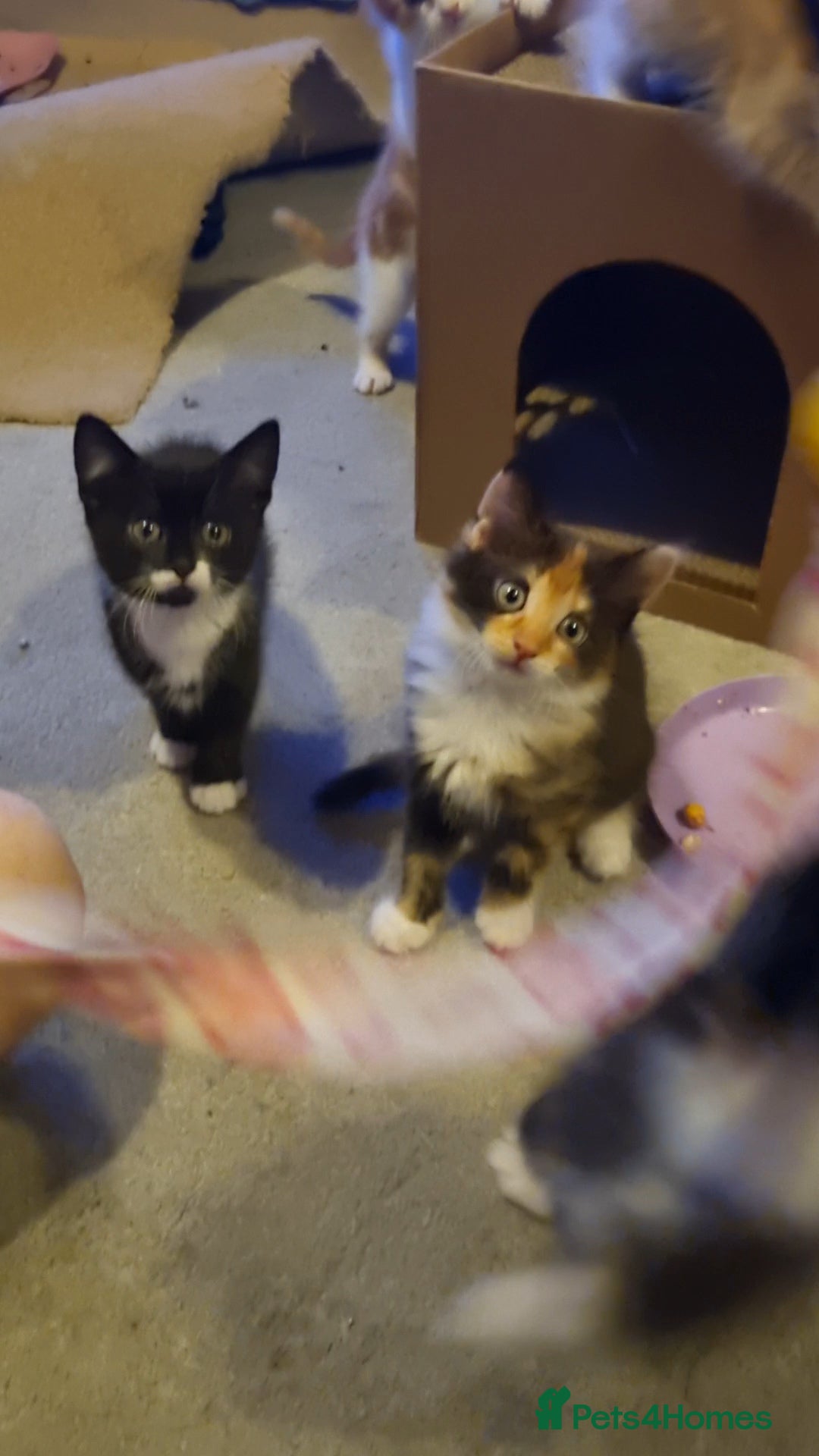 Domestic Shorthair cats 5 Gorgeous Kittens for Sale - Advert 16