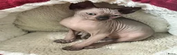 Sphynx cats for sale: Blue eyed beautiful baby kitten  - Advert 8
