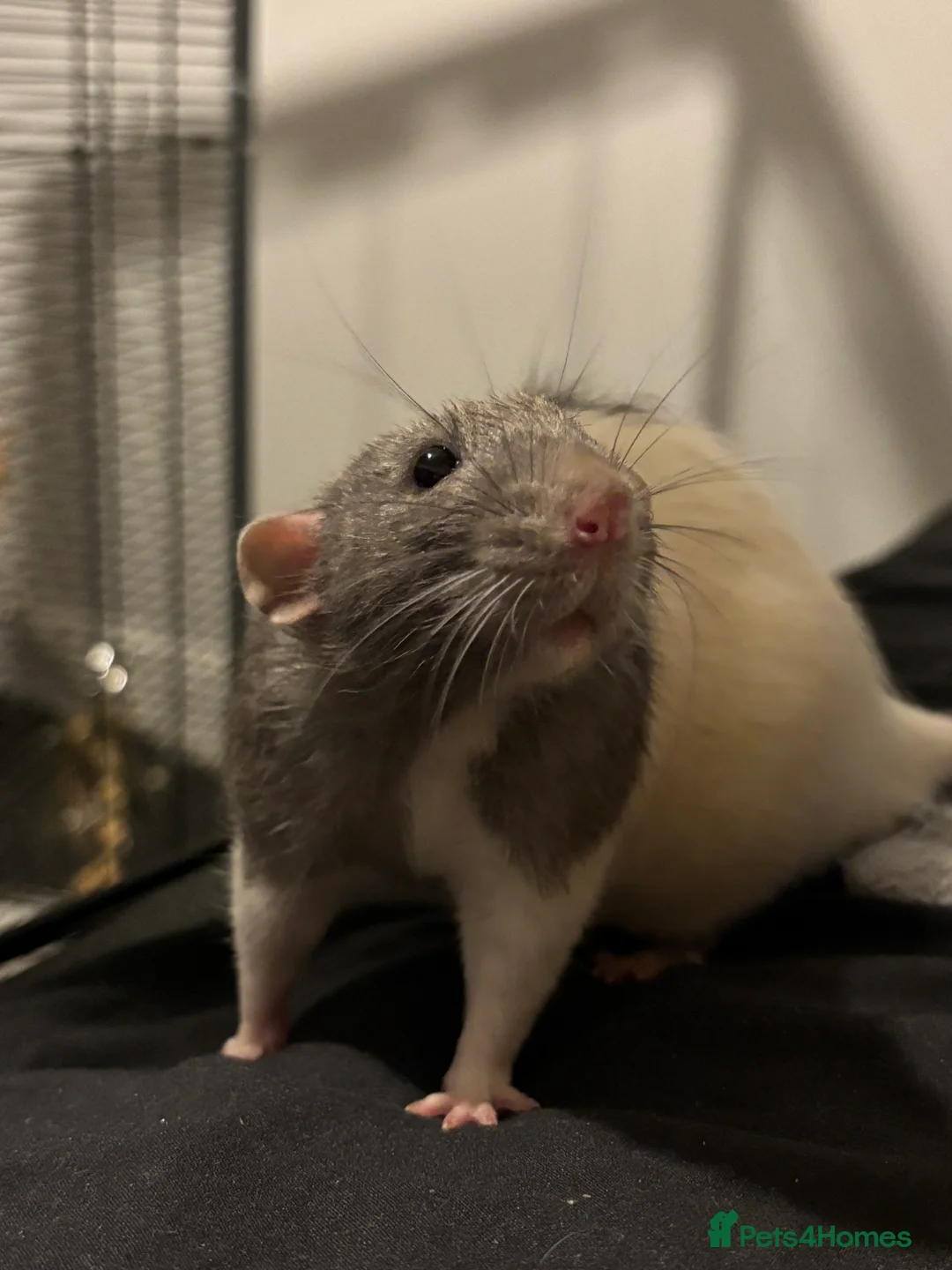 Rat rodents for sale: Two males for rehoming in Plymouth - Advert 2