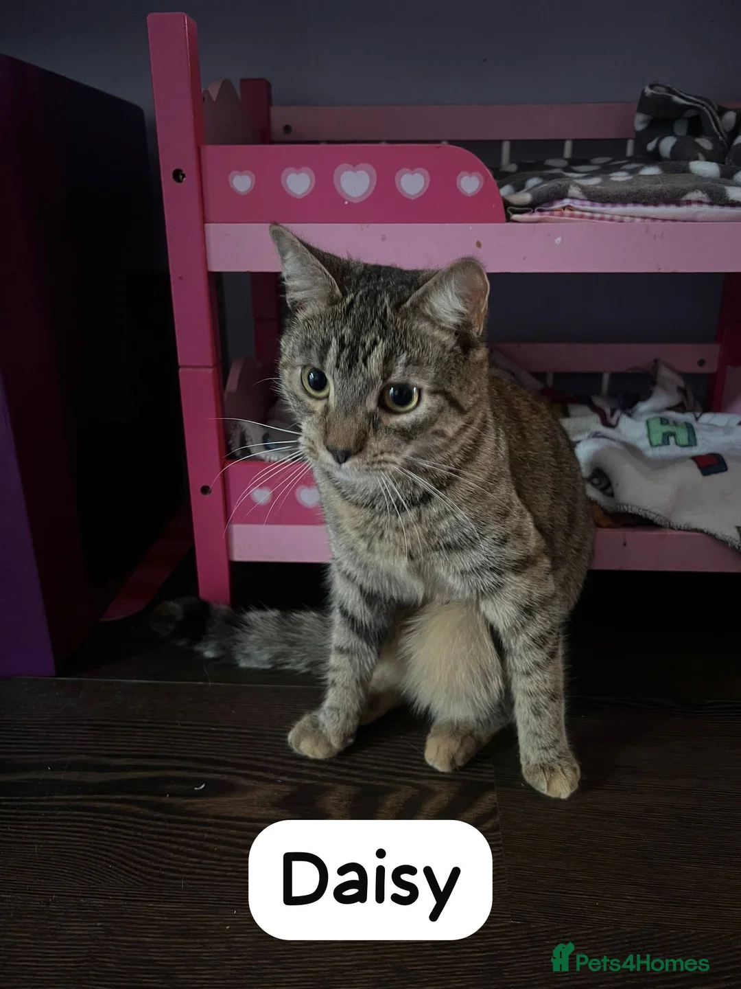 Mixed Breed cats for adoption: Rescue kitten dumped on doorstep deserves a home - Advert 2