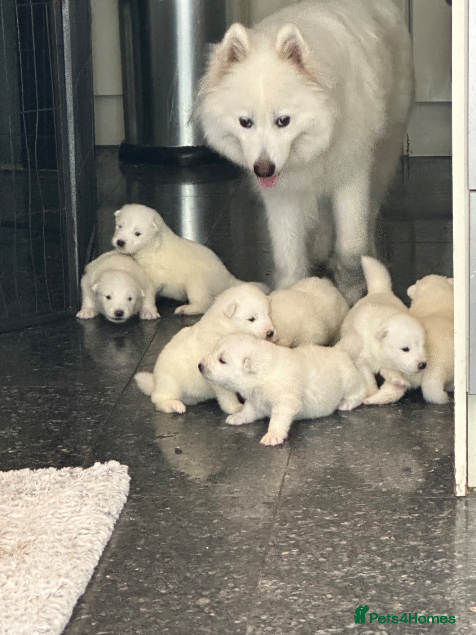Samoyed dogs     Adorable Samoyed Puppies Looking for 5★ Homes - Advert 3