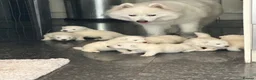 Samoyed dogs for sale:     Adorable Samoyed Puppies Looking for 5★ Homes - Advert 13