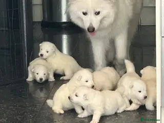 Samoyed dogs Adorable Samoyed Puppies Looking for 5★ Homes - Advert 2