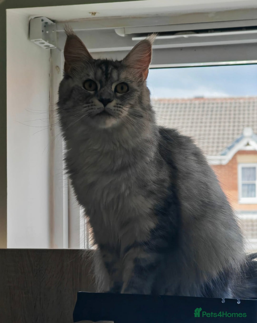 Maine Coon cats for sale: ACTIVE REGISTER QUEEN SHADED LINE - Advert 3