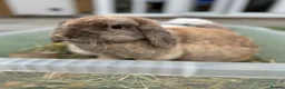 Dwarf Lop rabbits for sale: 2 friendly Neutered male dwarf lop rabbits  - Advert 10