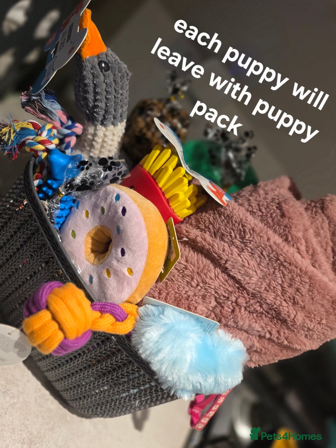 Cocker Spaniel dogs for sale: 1 left Working coker spaniel  - Advert 20