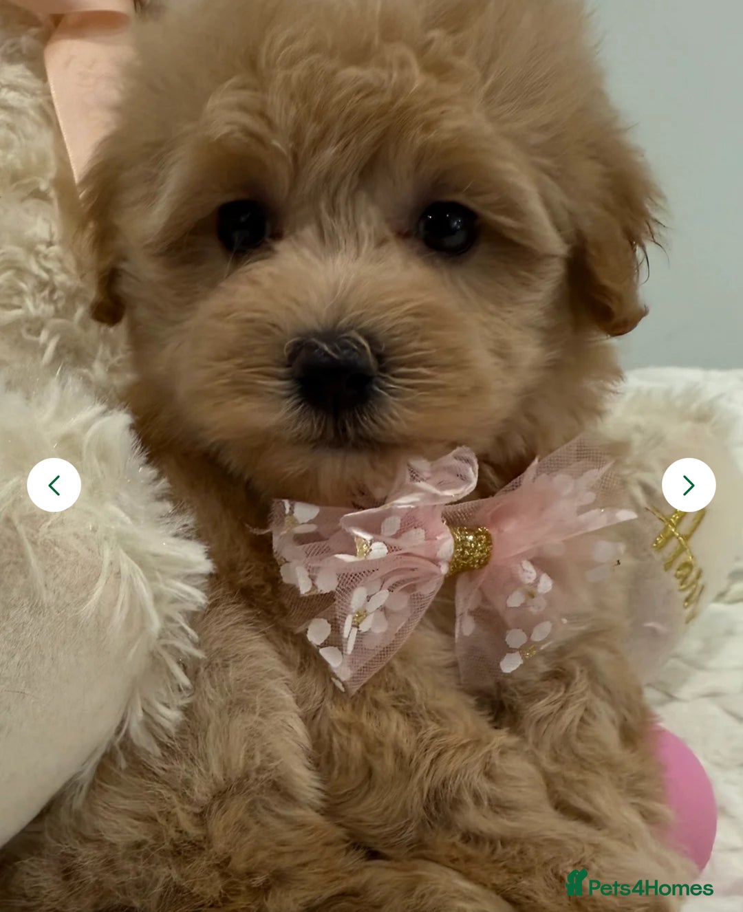 Maltipoo dogs for sale: 5 girls. fully DNA & health tested clear parents.  - Advert 1