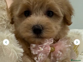 Maltipoo dogs 5 girls. fully DNA & health tested clear parents. - Advert 12