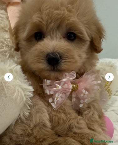 Maltipoo dogs 5 girls. fully DNA & health tested clear parents. - Advert 1
