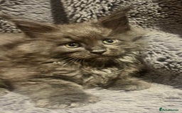 Maine Coon cats for sale: STUNNING MAINE COON KITTENS BLUE SMOKE (tica reg ) - Image 28