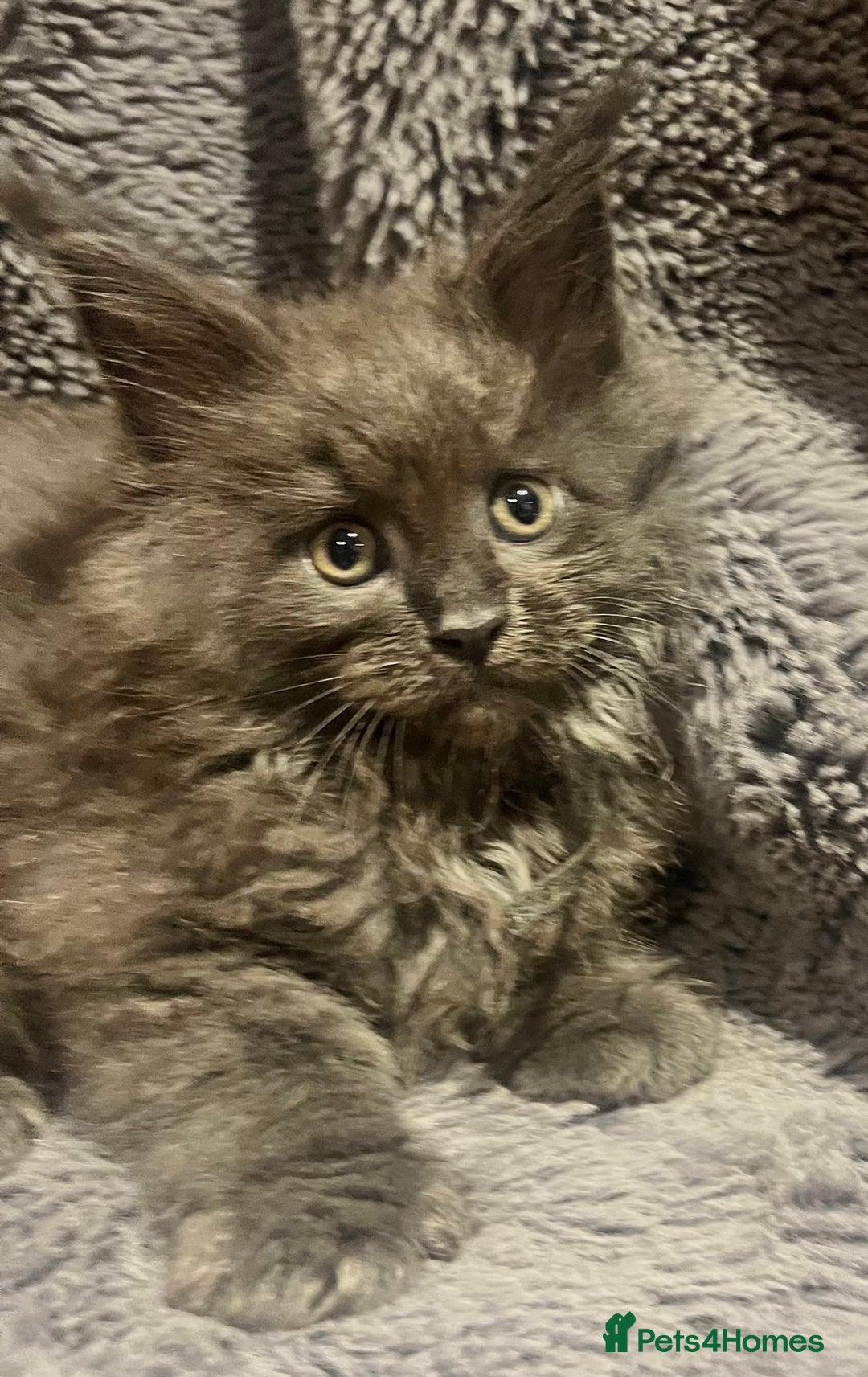 Maine Coon cats for sale: STUNNING MAINE COON KITTENS BLUE SMOKE (tica reg ) - Image 28