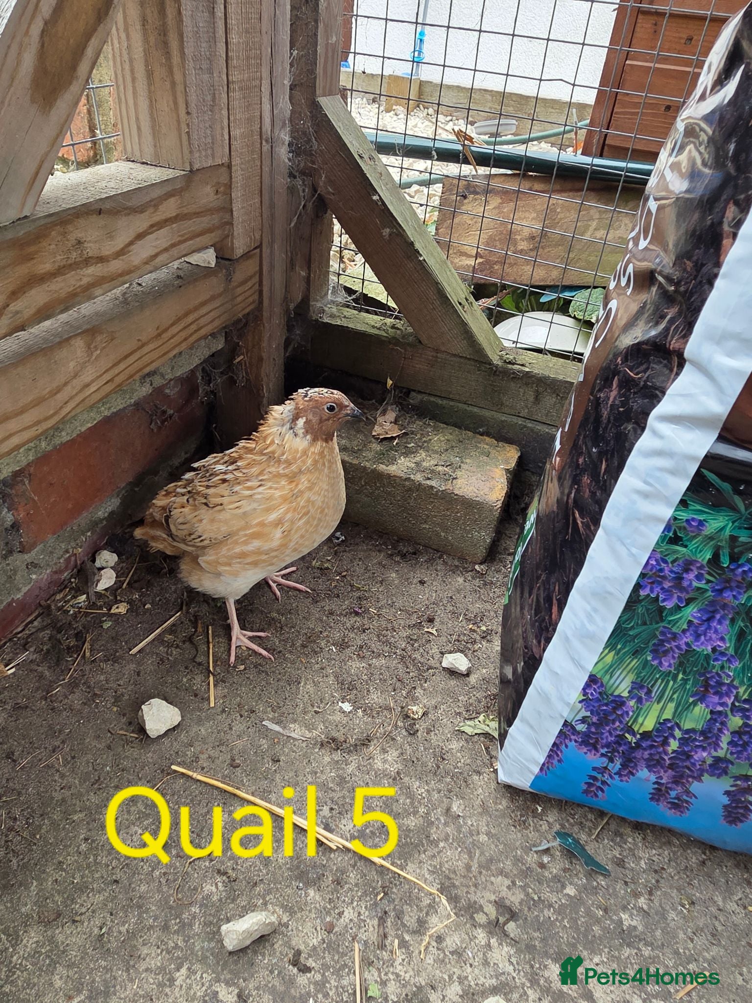 Quail poultry Male courtinix quail  - Advert 1