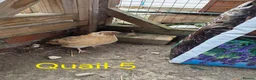 Quail poultry for sale: Male courtinix quail  in Heanor - Advert 1