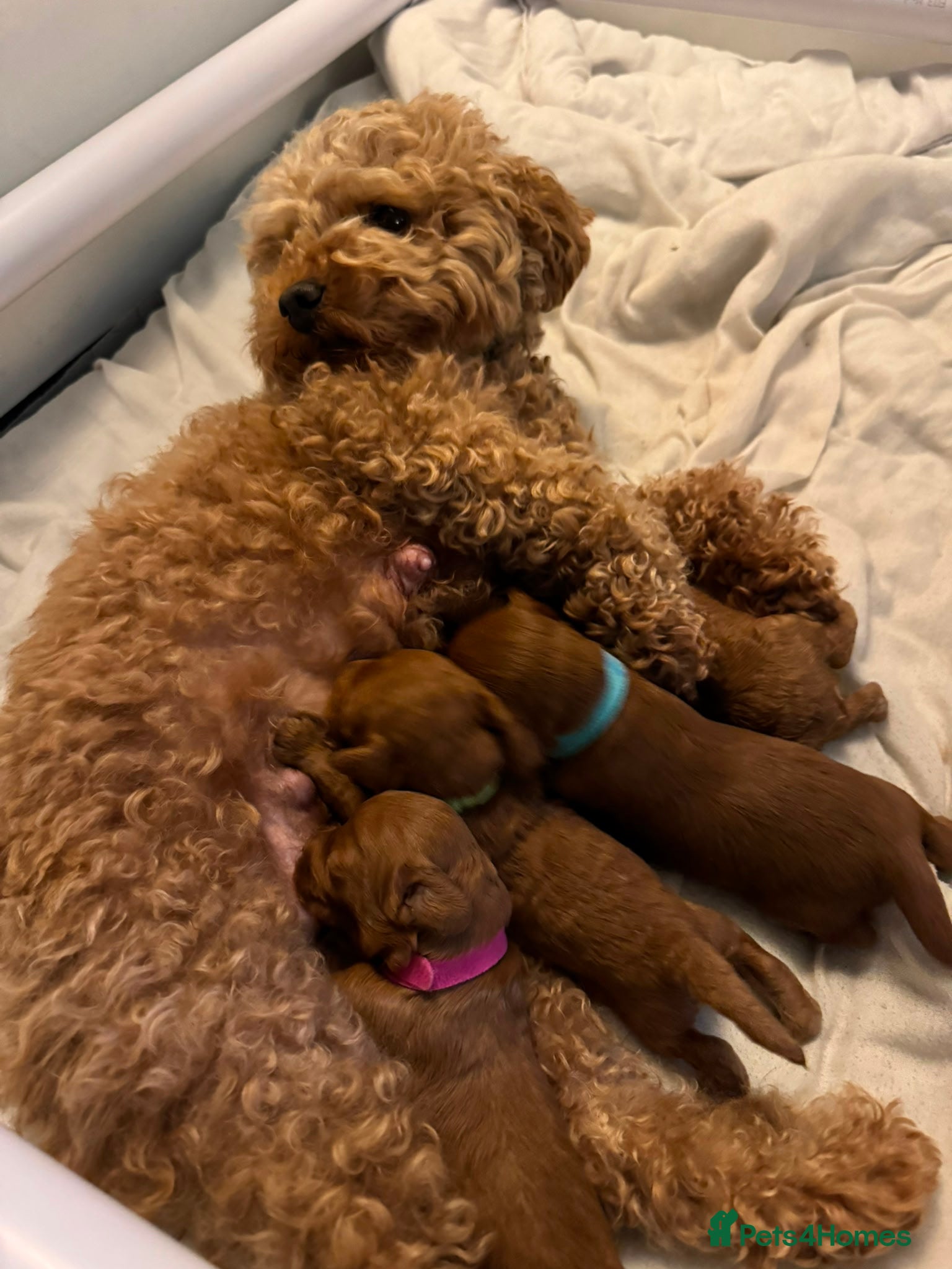 Cavapoo dogs Stunning fox red male cavapoo puppies  - Advert 2