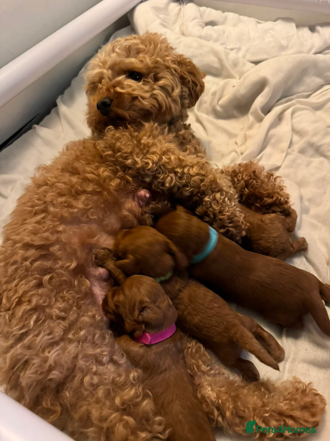 Cavapoo dogs for sale: Stunning fox red male cavapoo puppies  - Advert 2