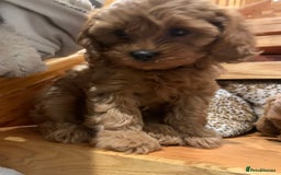 Cavapoo dogs for sale: Stunning premium F1 Cavapoo babies 🥰 - Image 6