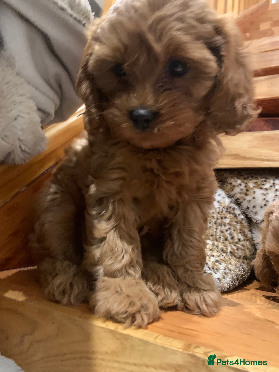 Cavapoo dogs for sale: Stunning premium F1 Cavapoo babies 🥰 - Image 6