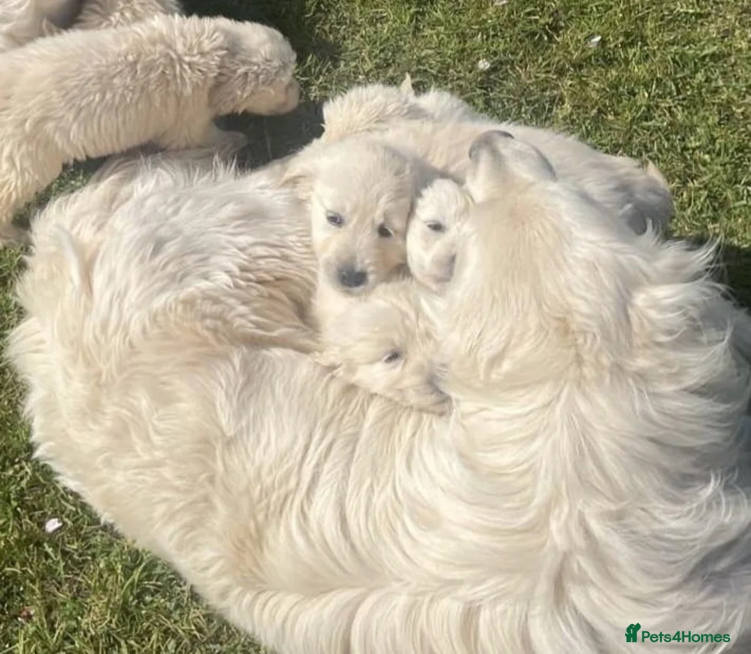 Golden Retriever dogs for sale: Beautiful Golden Retriever Puppies - Advert 6