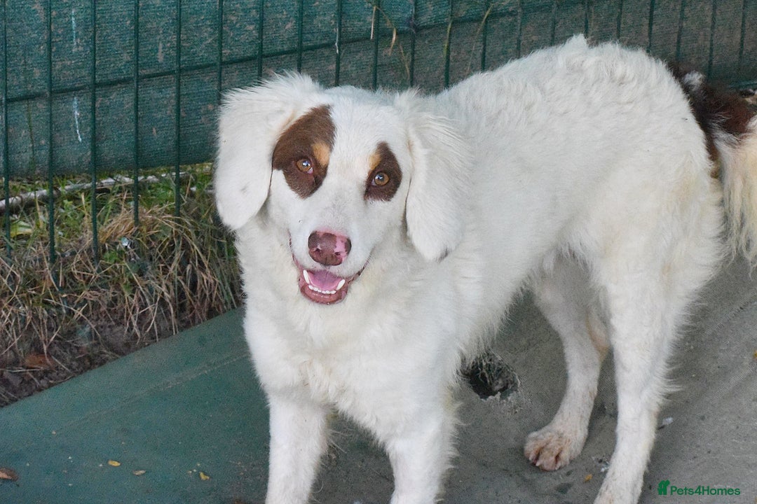 English Setter dogs for adoption: Pumuki  - Image 5