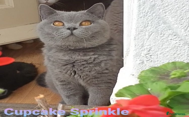 British Shorthair cats - Advert 5