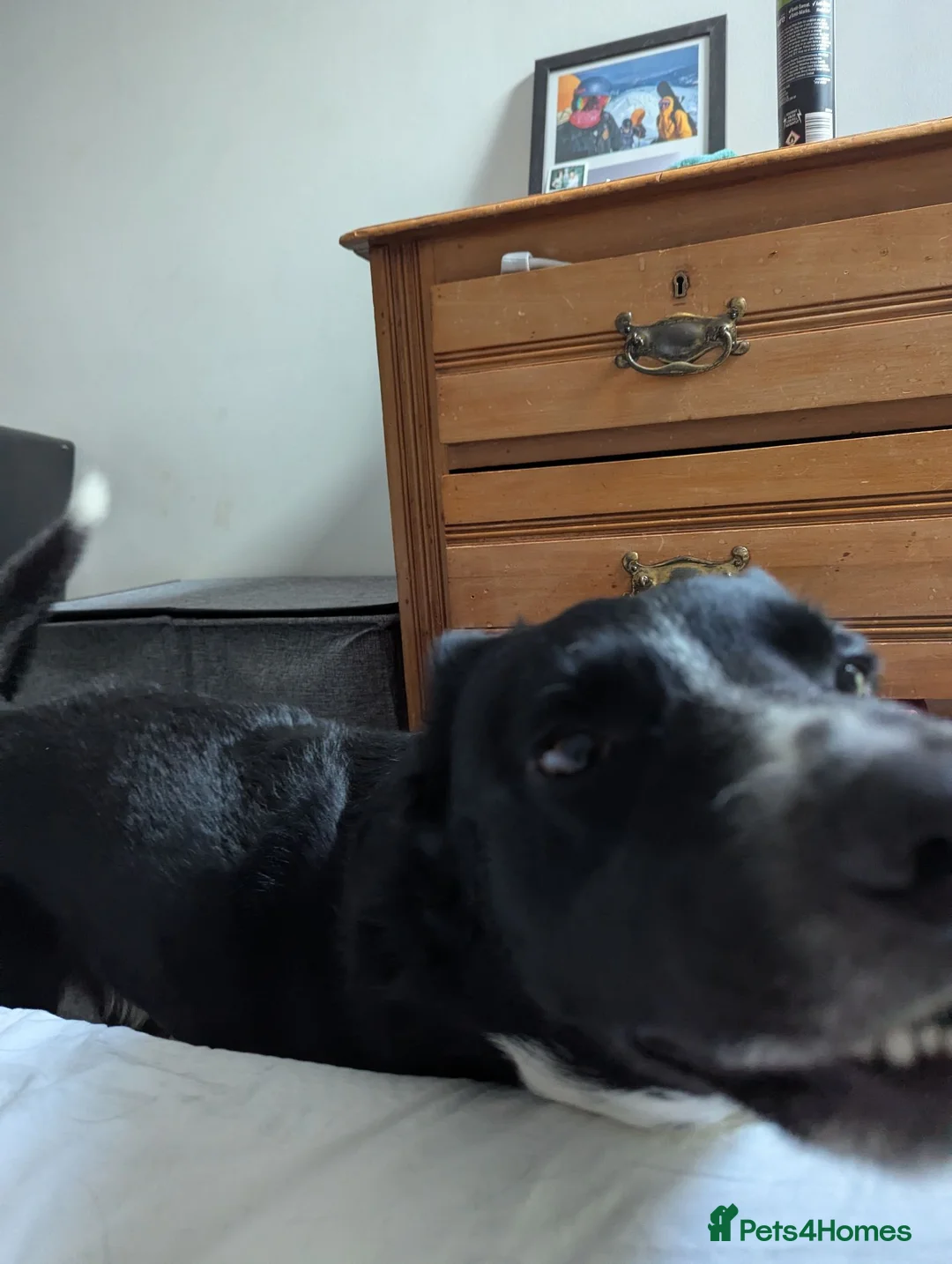 Border Collie dogs for sale: A new home for Ziggy - Advert 6