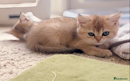 British Shorthair cats for sale: GCCF registered Golden BSH champion line, Boys - Image 10