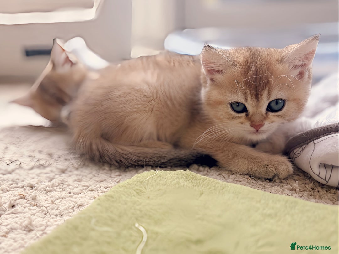 British Shorthair cats for sale: GCCF registered Golden BSH champion line, Boys - Image 10
