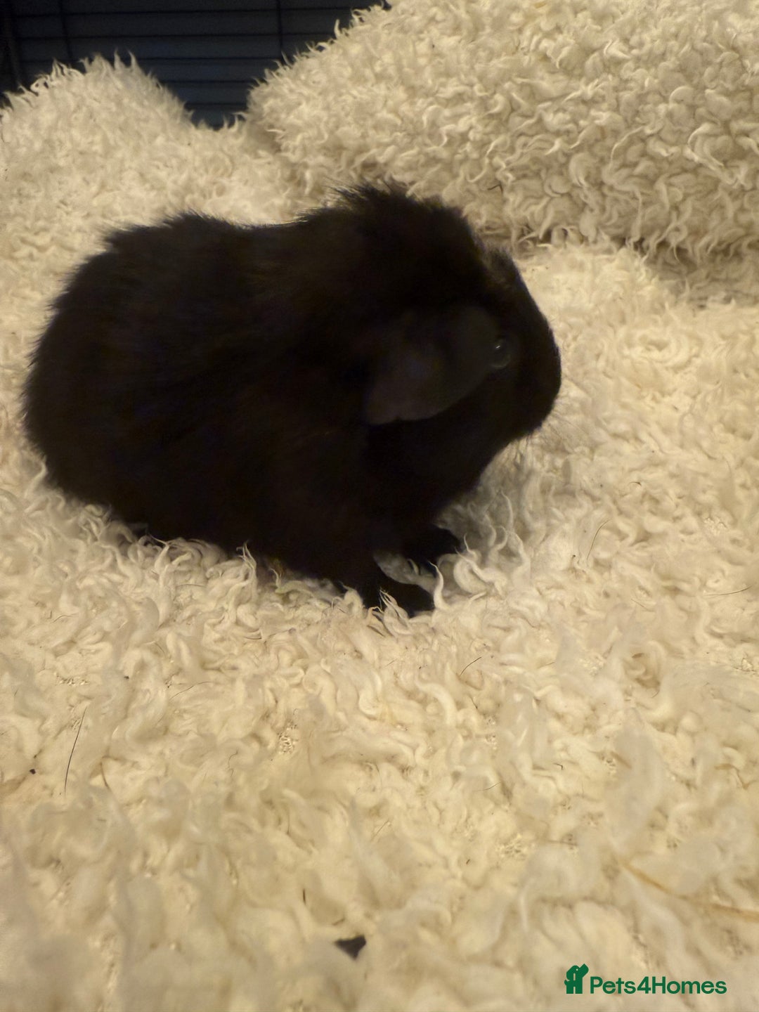 Guinea Pig rodents for sale: Baby guinea pigs  - Advert 10