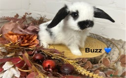 Mini Lop rabbits for sale: Mini lop babies  - Image 1