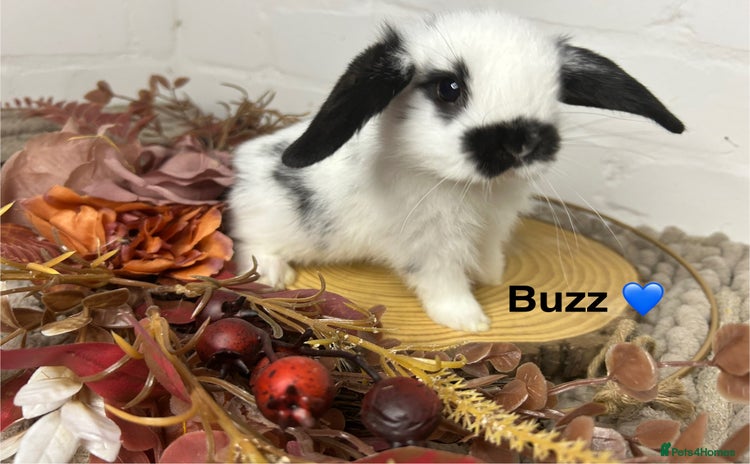 Mini Lop rabbits - Advert 12