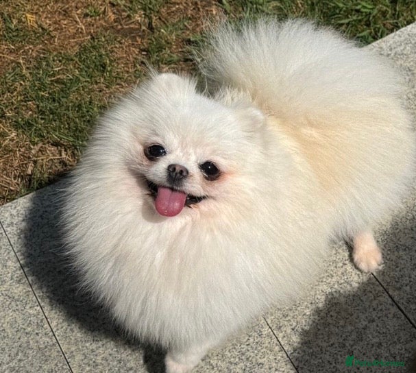 Pomeranian dogs Beautiful Pomeranian Girl - Advert 1