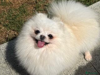 Pomeranian dogs Beautiful Pomeranian Girl - Advert 1